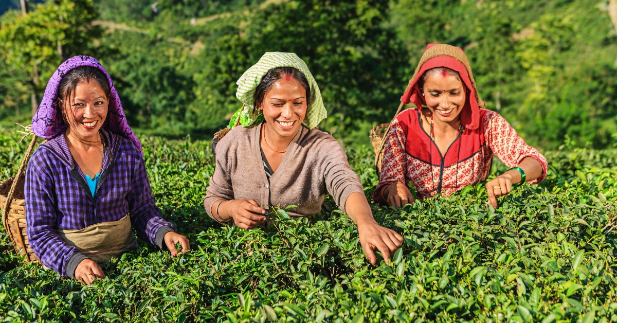 Darjeeling: Journey to the Land of Tea