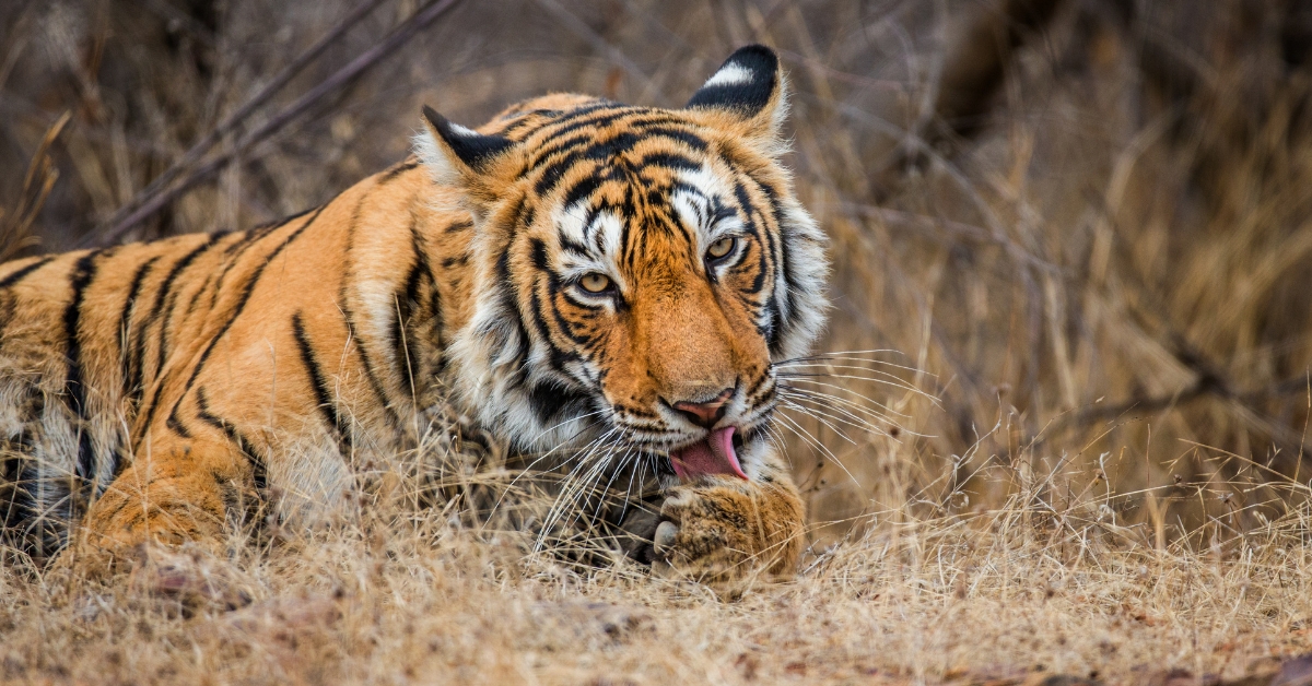 Ranthambore National Park: Spot the Tigers