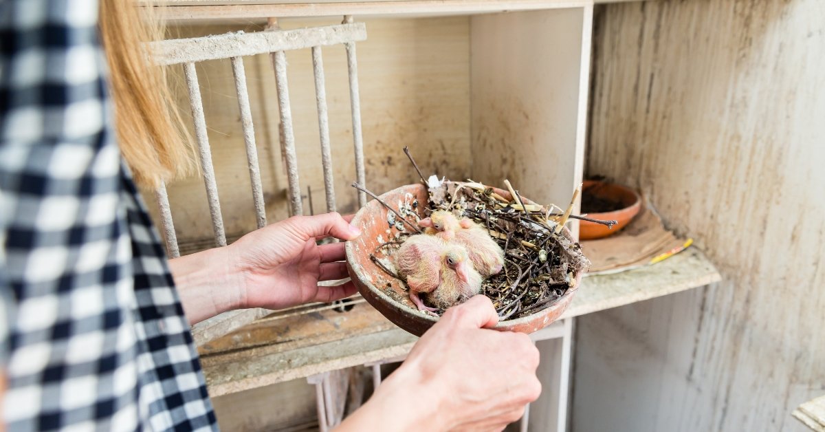 10 Expert Tips For A Spotlessly Clean Pigeon Loft