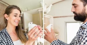 10 Expert Tips For A Spotlessly Clean Pigeon Loft