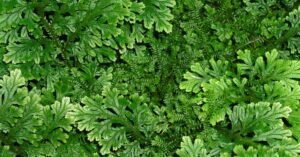 Where Is Sanjivani Buti Found Exploring Its Himalayan Roots