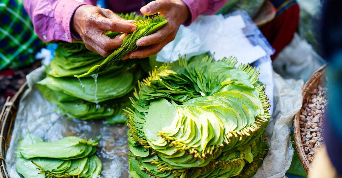 How Paan Supari (Betel Nut) Reached India
