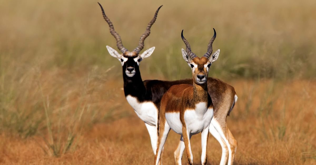 Blackbuck Deaths At Kittur Rani Chennamma Zoo, Belagavi