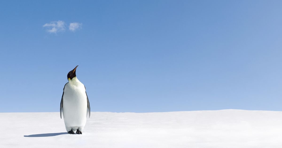 Why Werner Herzog's Nihilist Penguin Is Viral In 2026