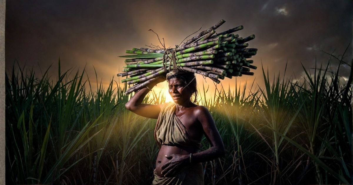 Hidden Cost Of Sugar Beed's Women Pay With Their Wombs
